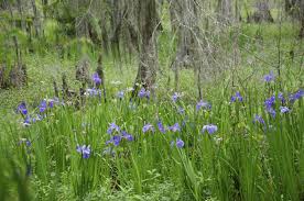 The answer to such questions starts with iris identification. They Rescue Louisiana Irises To Replant Nature Preserves