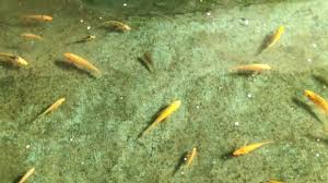 Biar gampang, sesuaikan aja dengan ukuran koi yang dipelihara. Ikan Koi Stock Video Footage 4k And Hd Video Clips Shutterstock