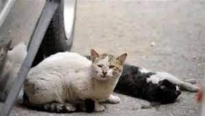 We did not find results for: Arti Dan Makna Mimpi Kucing Berak Atau Bab Di Rumah Menurut Primbon Jawa Dan Tafsir Islam Lengkap