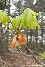 Image result for Juglandaceae