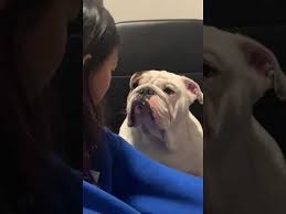 Boomer The Bulldog Says Sorry Youtube Cute Animals Crazy Dog Lady Cute Dogs