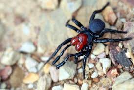 Difficile d'obtenir un classement fiable des villes les plus dangereuses du monde, tant les statistiques sont aléatoires et délicates à vérifier. 9 Araignees Les Plus Dangereuses Au Monde Adg