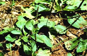 Image result for Lepidagathis plantaginea