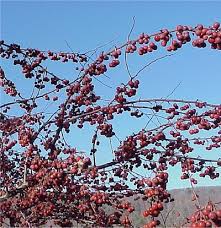 Larcom Family Reunion Records 1899 to 1935