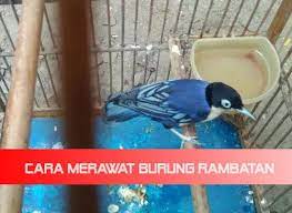 Pada Pembahasan Kali Ini Situs Resmi Kacer Co Id Akan Memberikan Tips Cara Merawat Burung Rambatan Atau Sering Dikenal Dengan Sebutan Burun Burung Habitat Tips