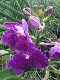 Further development of r&d and commercialization project. Vanda By Orchid Life Sdn Bhd Orchid Life Sdn Bhd Facebook