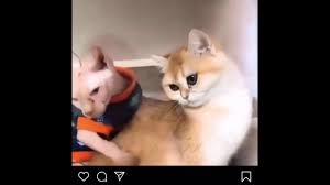 We cater to all your needs and make you rock hard in seconds. Tony Baker Cats Voice Over Part 3 Youtube
