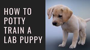 Today, an unfortunately large number of labradors are hyperactive and difficult to train. How To Potty Train A Lab Puppy 6 Tips To Quickly House Train Your Labrador Youtube