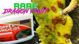 We did not find results for: Should You Care About Rust On Your Dragon Fruit Treat It Or Leave It Youtube