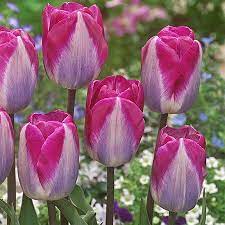 Sweet Showgirl Tulip Bulbs 10 Count Walmart Com In 2021 Bulb Flowers Flower Landscape Flowers