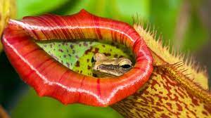 With its unique insect catching toothed leaves, it looks so cool and mysterious that you'd love having it in your home. Bbc Earth The Giant Plants That Eat Meat