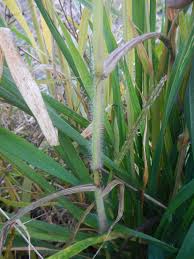 Image result for Digitaria setifolia