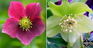 Hellebores plants can go in the ground at any time of year. How To Grow Hellebores Flowers Gardening Channel