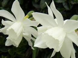 Birth Month Flower Grow Kit Canada Pure White Daffodils Daffodils Spring Flowers Beautiful Flowers