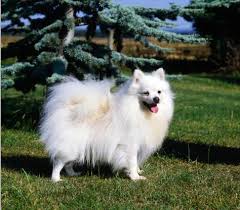 The german spitz klein is a smart little dog that can respond well to positive reinforcement training as long as you are firm and consistent. German Spitz Info Temperament Puppies Life Span Pictures
