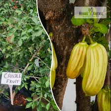 Image result for Myrianthus arboreus