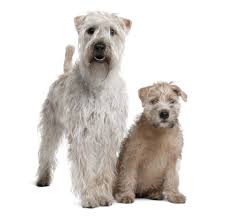 Soft Coated Wheaten Terrier