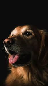 Dog Wallpaper Hd Love Collection Laginate Dog Wallpaper Hd Dog Photos Cute Dog Wallpaper