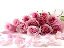Maybe you would like to learn more about one of these? Pink Rose Backgrounds Wallpaper Cave