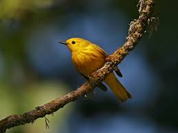 Warblers Photo Gallery by Greg Gillson at pbase.com