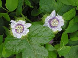 Image result for Passiflora foetida