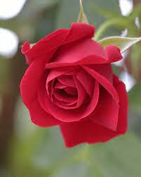 Mh8920 Shop Redbubble Rose Flower Wallpaper Beautiful Rose Flowers Red Rose Flower