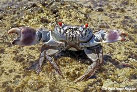 Image result for Sebaea junodii