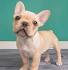French Bulldog Dog Breed Information - American Kennel Club