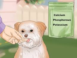 3 Ways To Feed Your Shih Tzu Wikihow
