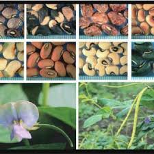 Image result for Vigna reticulata