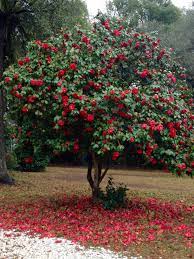 Camillia Rose Garden Landscape Flowering Trees Camellia Tree