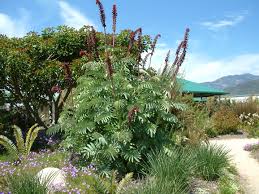 Image result for Melianthus