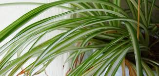 They seem to get into everything! Are Spider Plants Toxic To Cats Our Backyard Farm