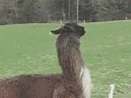 Just A Happy Jumping Llama Bones Funny Funny Animals Funny Pictures
