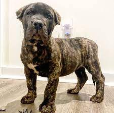 Pets Home Home Facebook