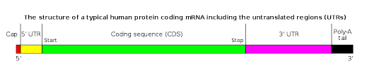Maybe you would like to learn more about one of these? Mrna Wikiwand