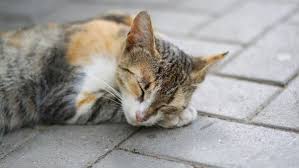 Dalam perkembangan islam, kucing menjadi salah satu hewan yang berada dalam kisah nabi muhammad dan sahabat. 5 Mitos Menabrak Kucing Dari Kesialan Sampai Kematian