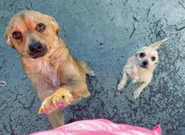 DIEGO & DORA NEED A HOME** Diego 24-459, male, 3-4 years old. Dora 24-460  Dora, female, 2 years old. Arrived 11/23/2024. For more information please  call and speak with adoption staff. 631-643-9270 *photo by Barbara F.!