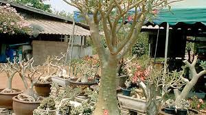 Image result for Ctenium somalense