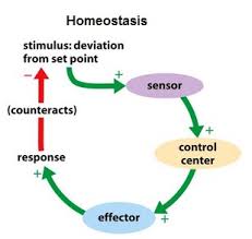 Homeostasis Or Homeodynamics Shen Centre For Health And Wellness