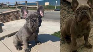 Florida english bulldog rescue (fl). Veterinarians Refuse Cdc Request To Deport Bulldog Puppies Opera News