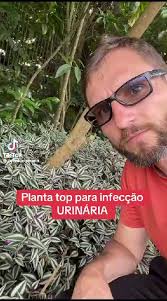 Lambari Roxo E Zebrina É A Mesma Planta