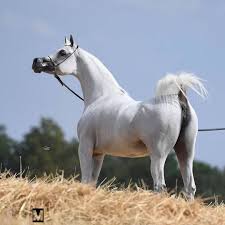 284 likes 1 comments عاشق الخيل allayl horses on instagram لا يسأل عنك إلا من يرى أن يومه ناقص بدونك horses animals
