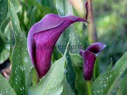 Calla lily plants are native to marshlands of south africa but have gained popularity in gardens in the united states as marginal pond plants and container plants. Purple Moon Calla Lily Bulbs Zantedeschia Bulbs Lilyflowerstore