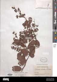 Image result for Tetracera boiviniana