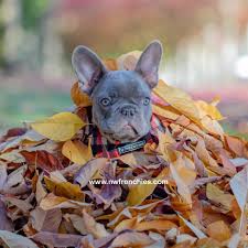 Donate to pacific northwest bulldog rescue. Nw Frenchies Lilac French Bulldog Www Nwfrenchies Com Pug Puppies Price Pug Puppies Bulldog Puppies