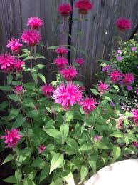 Garden Answers Plant Identification Plants Perennial Plants Plant Identification