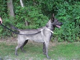 harley silver malinois harleysmom animal farm pinterest schaferhunde belgischer schaferhund and hunde