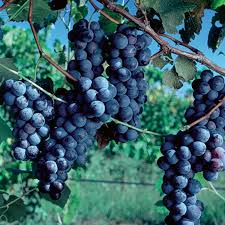 A neighbor has a wooden fence about 2 inches behind that. Concord Grape Grape Vines Stark Bro S