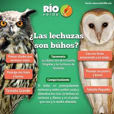 Fundacion Phelps Twitter Da Sabias Que Los Buhos Y Lechuzas Son Aves Distintas Aqui Te Mostramos Por Que La hembra es de tamaño un poco superior al macho; lechuzas son aves distintas